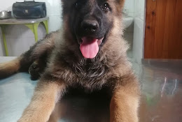 Consulta Veterinaria