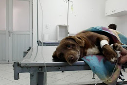 Consultorio Veterinario Penco