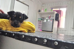 Del Sur Veterinaria