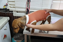 Dominica Clínica Veterinaria
