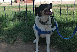 Dr. Esterilizacion Veterinarycenter. Mariola