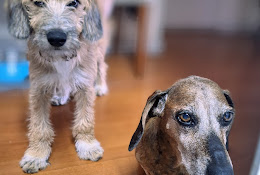 Dr. Pet Clínica Veterinaria Los Leones Providencia