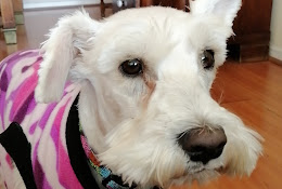 Dr.pet Clínica Veterinaria Ferrer Ñuñoa