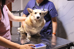 Eco Box Veterinario Lonquimay