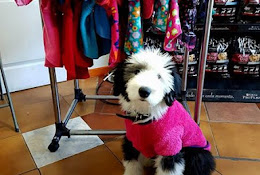 Edén Clinica Veterinaria Y Peluquería Canina