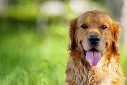 Happytail Centro Veterinario