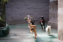 Homm Clínica Veterinaria