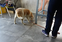 Hospital Veterinario Curauma Placilla