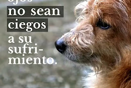 Hospital Veterinario Helpet 24H, Colina