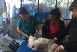 Hospital Veterinario Nuevo Porvenir