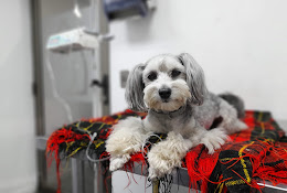 Hospital Veterinario Oriente