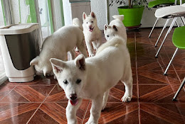 Iasavet Centro Veterinario Buin