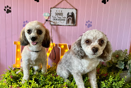 Kym Peluquería Canina