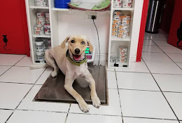 La Santé Animale Veterinaria