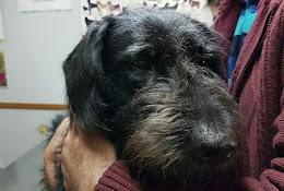 Legs And Tails Veterinary