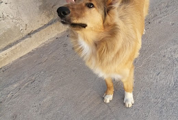 Mascovet Veterinaria