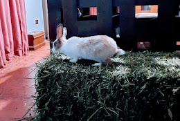 Montvet Vet Clinic