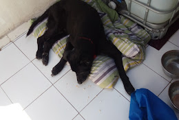 My Pet Clínica Veterinaria