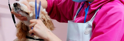 Narizotas Peluquería Canina