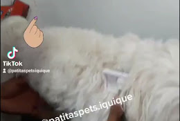 Patitas Pets Iquique