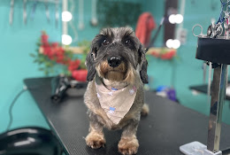 Peluquería Canina Y Petshop Rosasvet Rio Bueno
