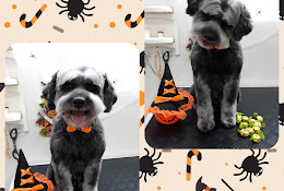 Peluqueria Canina Zeus Y Sus Amigos