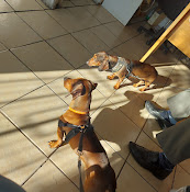 Policlínico Veterinario La Cisterna