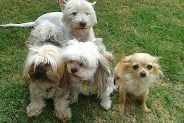 Prestaciones Veterinarias San Javier