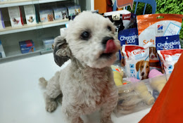 Puppies And Kittens Las Condes Tienda De Mascotas