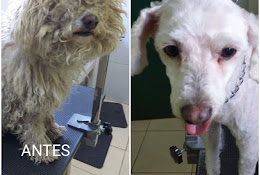 Ruralpet. Consulta Veterinaria Carlos Rojas