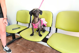 Santiago Animal Vet