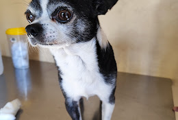 Sindempart Clínica Veterinaria