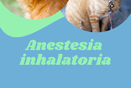 Sos Clínica Veterinaria