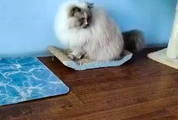 The Cool Cats House