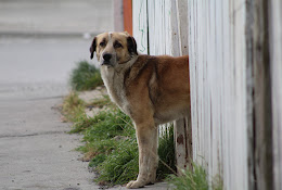 The Global Alliance For Animals And People