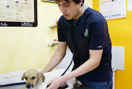 Vet Hospital Concepción