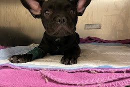 Vet Petshop Talagante