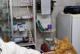 Veterinaria 28
