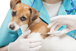 Veterinaria A Domicilio Santiago