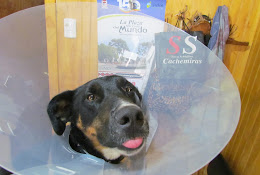 Veterinaria Andalue Purén