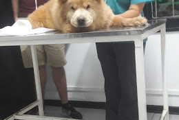 Veterinaria Animal Clinic