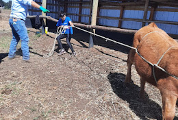 Veterinaria Animal Help Talcahuano