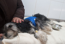 Veterinaria Animal Lover