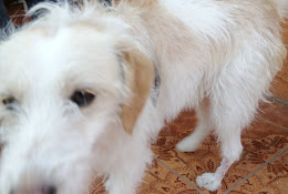 Veterinaria Animal Wellness