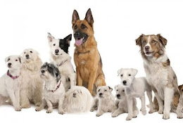 Veterinaria Animal World