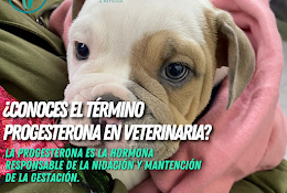 Veterinaria Animals Vet