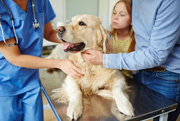 Veterinaria Atacama Pets