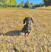 Veterinaria Beauty Pet's
