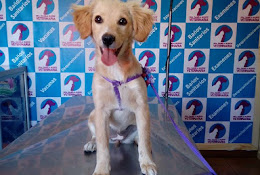 Veterinaria Cabrero