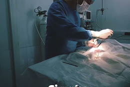 Veterinaria Civavet